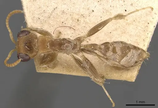 Pseudomyrmex tenuis - CASENT0907487