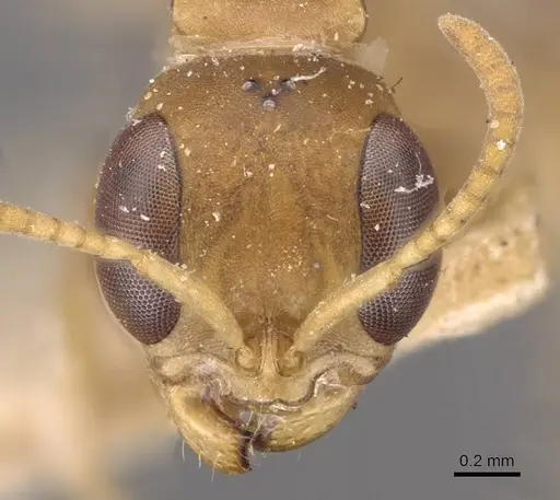 Pseudomyrmex tenuis - CASENT0907487