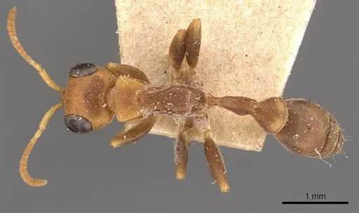 Pseudomyrmex tenuis - CASENT0907488