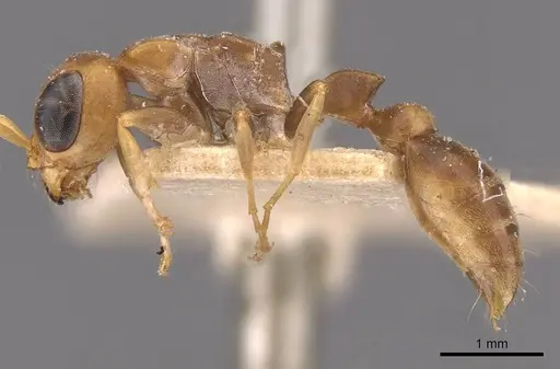 Pseudomyrmex tenuis - CASENT0907488