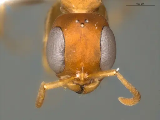 Pseudomyrmex tenuis - ECOFOG-KR17-0050-10