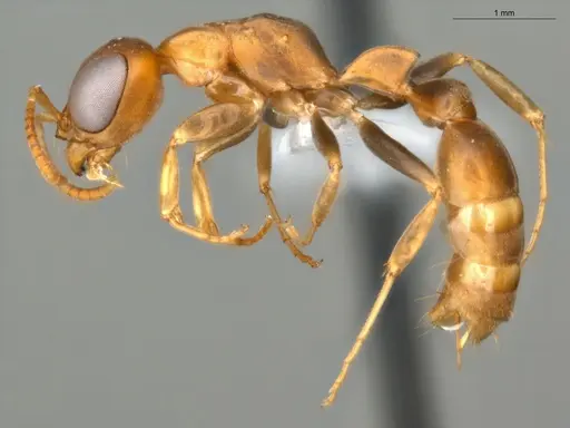 Pseudomyrmex tenuis - ECOFOG-KR17-0050-10