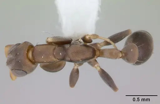 Pseudomyrmex tenuissimus specimen
