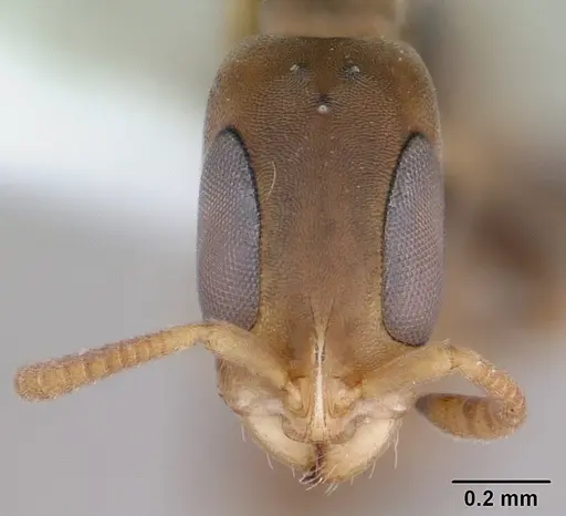 Pseudomyrmex tenuissimus specimen