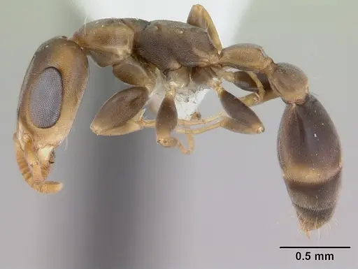Pseudomyrmex tenuissimus specimen