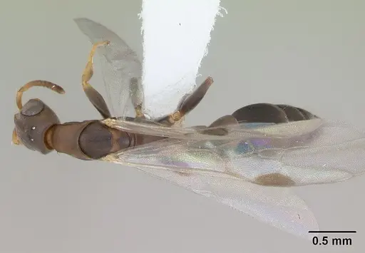 Pseudomyrmex tenuissimus - CASENT0173782