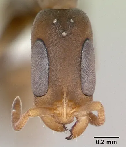 Pseudomyrmex tenuissimus - CASENT0173782