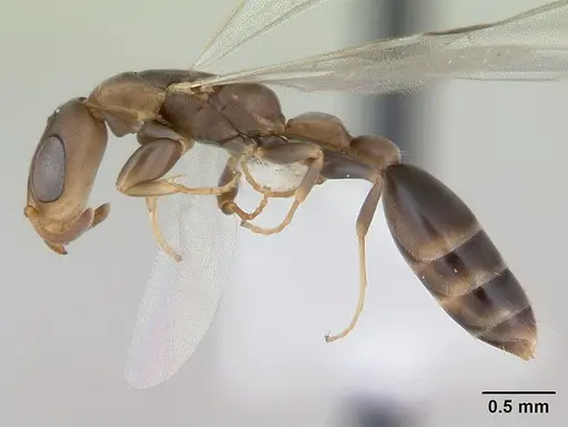 Pseudomyrmex tenuissimus - CASENT0173782