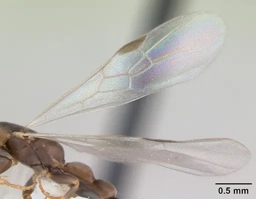 Pseudomyrmex tenuissimus - CASENT0173782