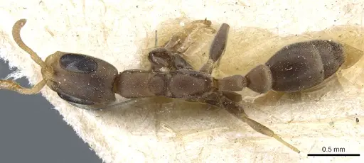 Pseudomyrmex tenuissimus - CASENT0904058