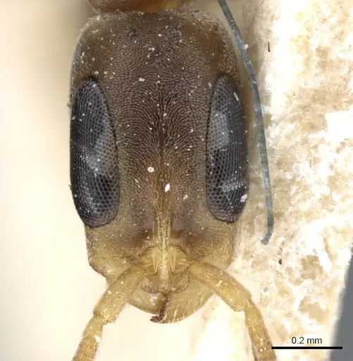 Pseudomyrmex tenuissimus - CASENT0904058