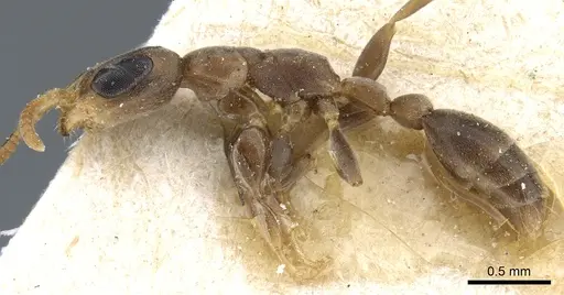 Pseudomyrmex tenuissimus - CASENT0904058