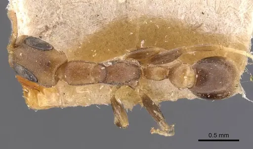 Pseudomyrmex tenuissimus - CASENT0907523