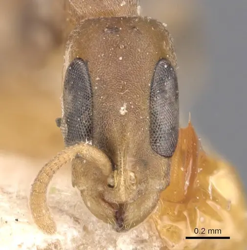 Pseudomyrmex tenuissimus - CASENT0907523