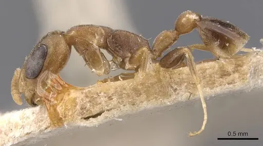 Pseudomyrmex tenuissimus - CASENT0907523