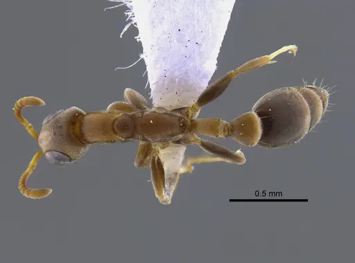 Pseudomyrmex tenuissimus - CBUMAGENT41808
