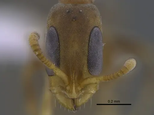 Pseudomyrmex tenuissimus - CBUMAGENT41808
