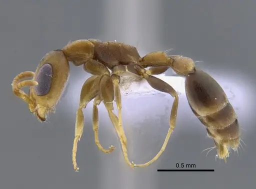 Pseudomyrmex tenuissimus - CBUMAGENT41808