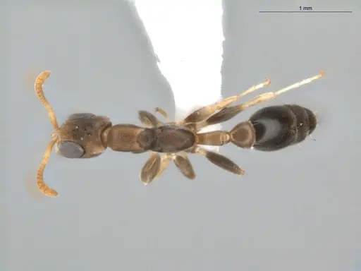 Pseudomyrmex tenuissimus - ECOFOG-KR20-0005-19