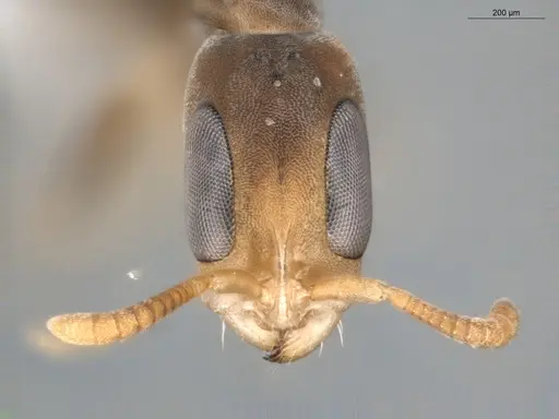 Pseudomyrmex tenuissimus - ECOFOG-KR20-0005-19