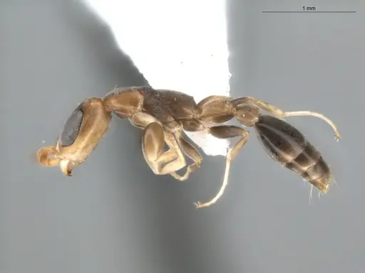 Pseudomyrmex tenuissimus - ECOFOG-KR20-0005-19
