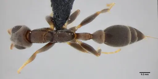 Pseudomyrmex tenuissimus - UFV-LABECOL-006536