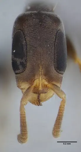 Pseudomyrmex tenuissimus - UFV-LABECOL-006536