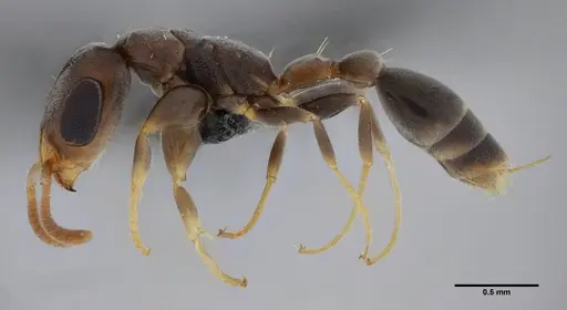 Pseudomyrmex tenuissimus - UFV-LABECOL-006536