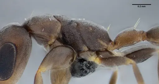 Pseudomyrmex tenuissimus - UFV-LABECOL-006536