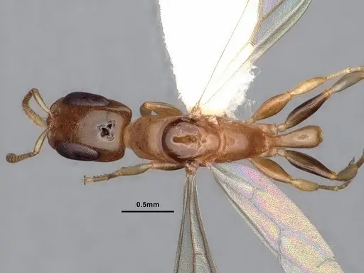 Pseudomyrmex terminalis specimen