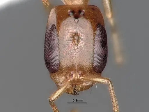 Pseudomyrmex terminalis specimen