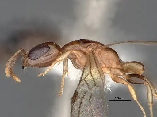 Pseudomyrmex terminalis - CASENT0884187