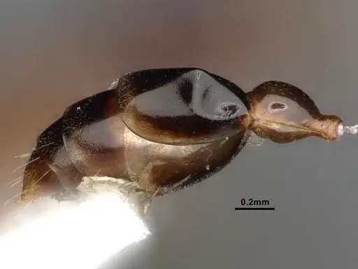 Pseudomyrmex terminalis - CASENT0884187