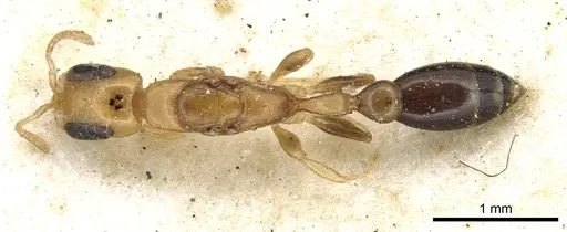 Pseudomyrmex terminalis - CASENT0902899