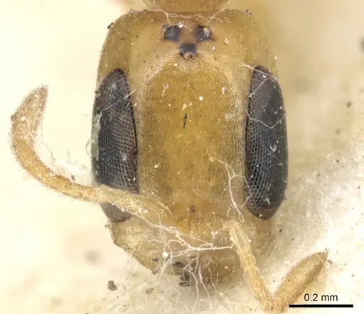 Pseudomyrmex terminalis - CASENT0902899