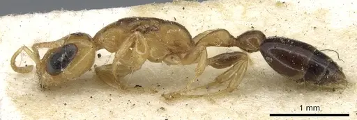 Pseudomyrmex terminalis - CASENT0902899