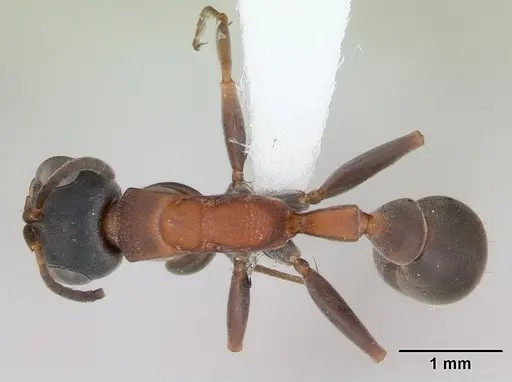 Pseudomyrmex termitarius specimen