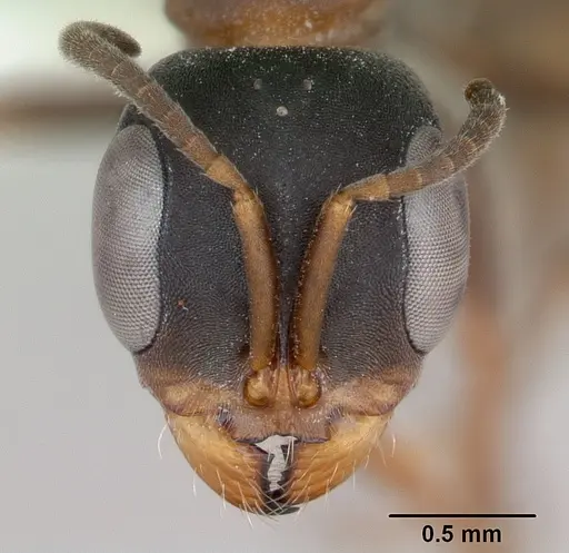 Pseudomyrmex termitarius specimen