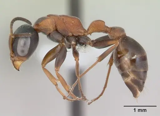 Pseudomyrmex termitarius specimen