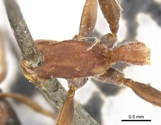 Pseudomyrmex termitarius - CASENT0902864