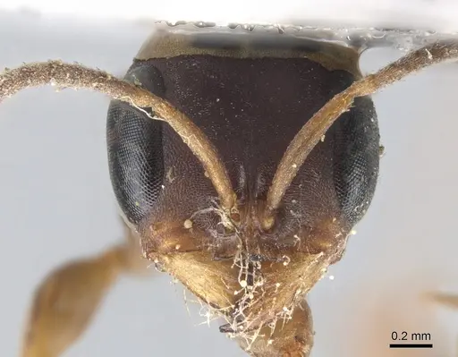 Pseudomyrmex termitarius - CASENT0902864