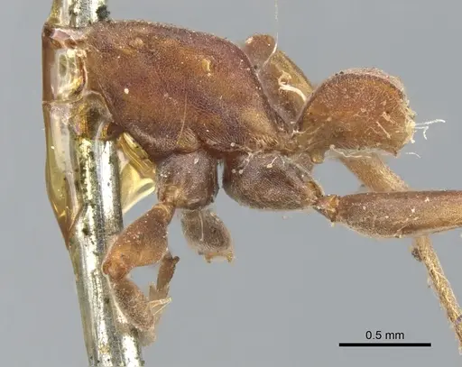 Pseudomyrmex termitarius - CASENT0902864