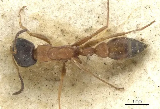 Pseudomyrmex termitarius - CASENT0902865