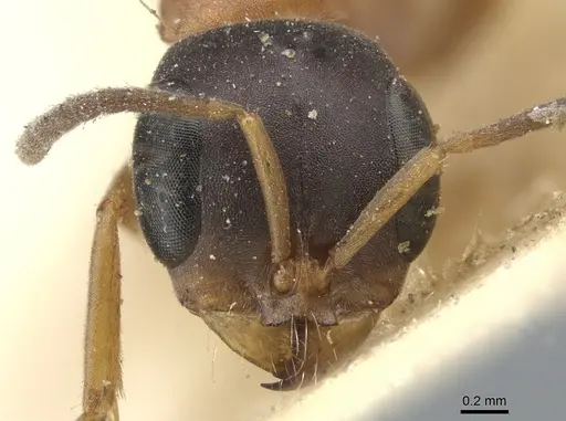 Pseudomyrmex termitarius - CASENT0902865