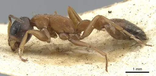 Pseudomyrmex termitarius - CASENT0902865