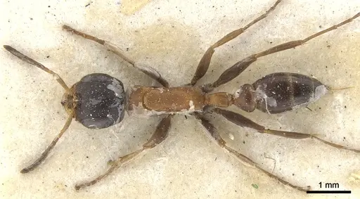 Pseudomyrmex termitarius - CASENT0902866