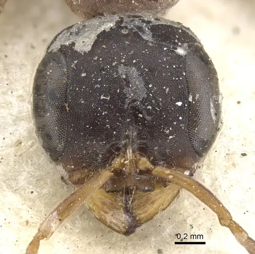 Pseudomyrmex termitarius - CASENT0902866