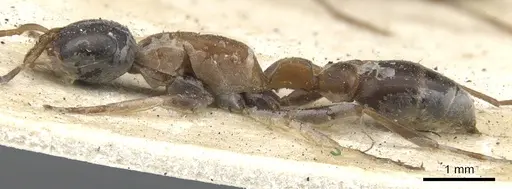 Pseudomyrmex termitarius - CASENT0902866
