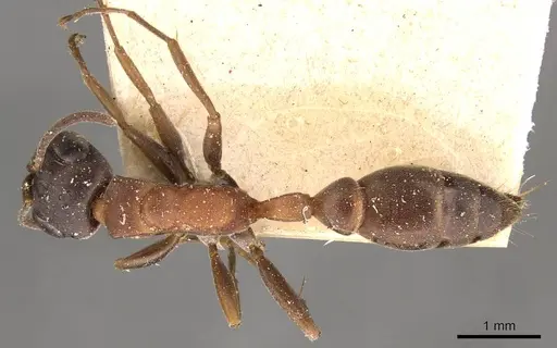 Pseudomyrmex termitarius - CASENT0907483