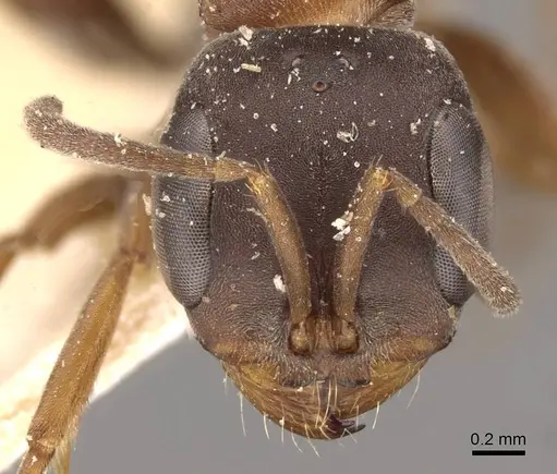 Pseudomyrmex termitarius - CASENT0907483